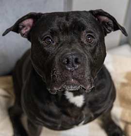 Admiral Ackbar photo 4