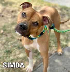 Photo of Simba 