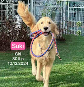 Suki photo 1