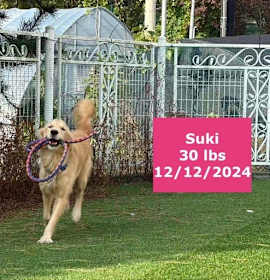 Suki photo 2