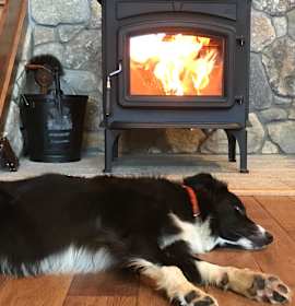 Lia & Nico / Sister & Brother Litter Mates photo 4