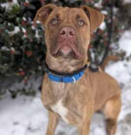 Photo of Pittie Went to the Market