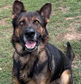 Photo of ARIES PERFECT SHEPHERD!!!