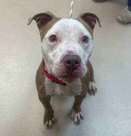 Photo of Eleanor (In Foster)