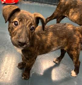 Franken Berry photo 1