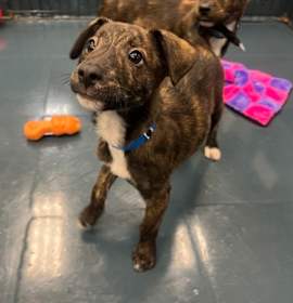 Franken Berry photo 2