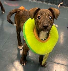 Franken Berry photo 3