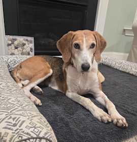 Photo of Buttercup @ Foster