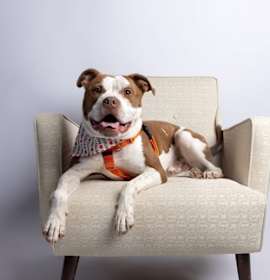 Tank XII (foster) photo 1