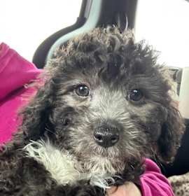 Photo of Winter Herald