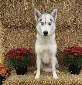 Solomon SOS List photo 1