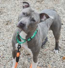 Photo of Diamond Celeste