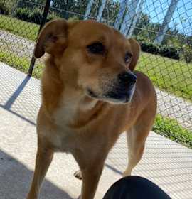 Photo of Nala - 082905T