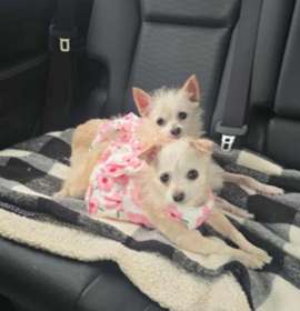 Photo of Ariel & Thalia *Courtesy Post"