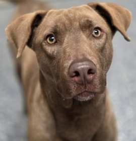 Photo of Copper the Cool