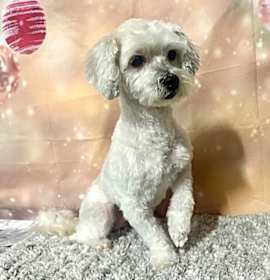 Photo of Marshmallow