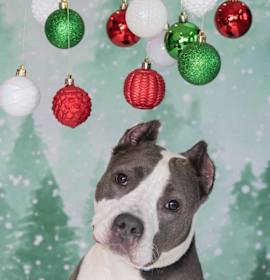 Sasha Fierce photo 1