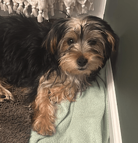 Photo of Sweet Potato