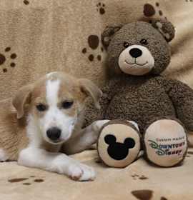 Photo of Punkin' Pie