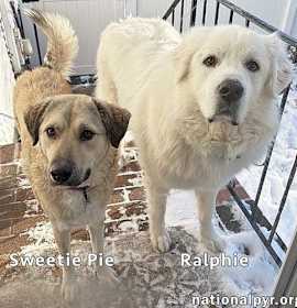 Photo of Sweetie Pie & Ralphie in CT - Love Hugs!