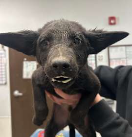 Photo of Bit O Honey