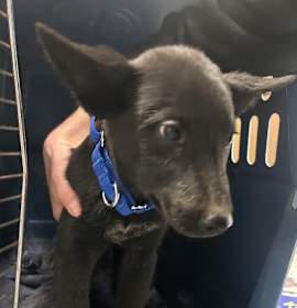 Photo of Tootsie Roll