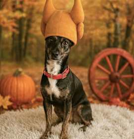 Photo of Clyde Stilts