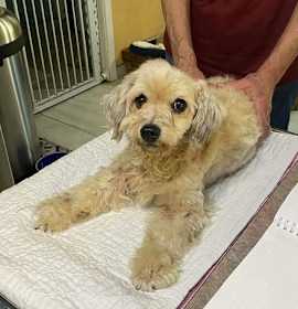 Photo of Pollywag (CAME IN PREGNANT - NOW NURSING PUPS)