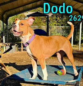 Photo of Dodo