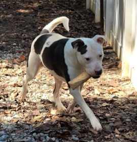 Photo of Sir Charles