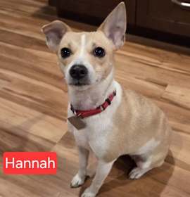 Photo of Hannah the rat terrier