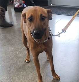 Photo of Pepper*/ Bailey