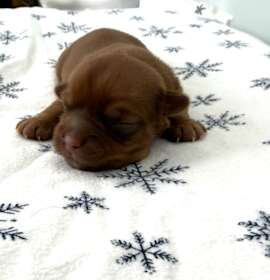 Photo of Belle's Sleigh