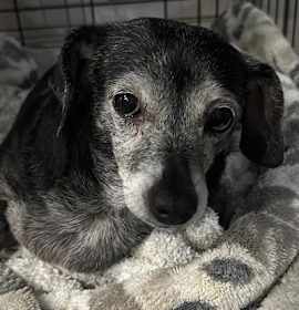 Jasmine  -  Las Vegas photo 3