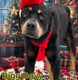 Photo of Bigg Boyy
