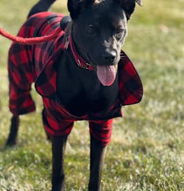 Photo of Rouge Roscoe