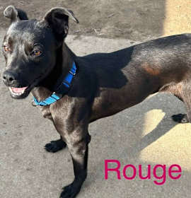 Rouge Roscoe photo 2