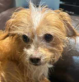 Photo of Bartholomew Ginger Philly