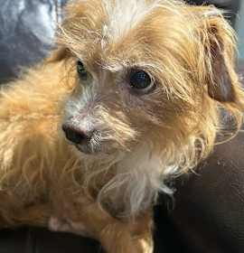 Bartholomew Ginger Philly photo 2