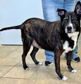 Photo of Stark (courtesy post)