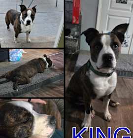 Photo of King - COURTESY LISTING