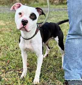 Photo of Charlie (courtesy post)