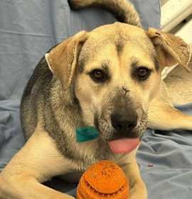 Photo of Maddex - CP Adopt Me!