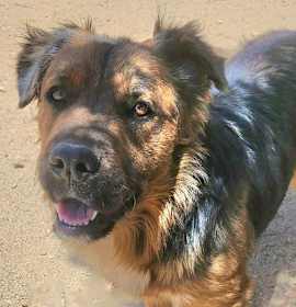 Photo of Cheelo (CP) Adopt Me!