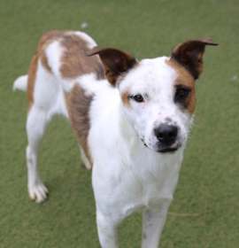 Photo of Pomegranate