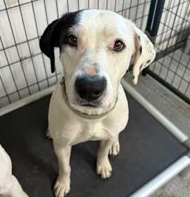 Photo of MAE-attending our Paws-in-Prison program