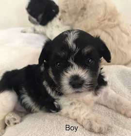 Photo of maltese male