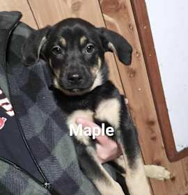 Photo of Maple