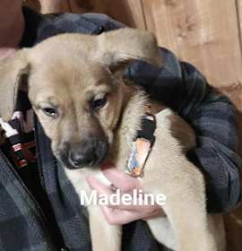 Photo of Madeline