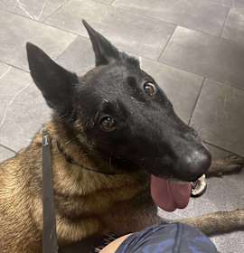 Photo of Kona, fka Mona Lisa, fka Kona - Located in NM